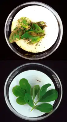 Bt toxins present in peanut leaves (bottom image) protect it from extensive damage caused by lesser cornstalk borer larvae (top image).