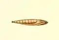 Pupa