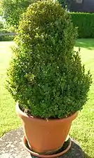 Boxwood (Buxus sempervirens)