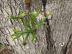 Young lobed leaves