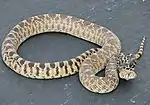 Bullsnake (Pituophis catenifer)