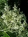 B. cordata panicle