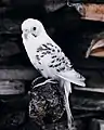 A white budgerigar