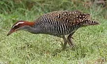 Buff-banded rail, G. philippensis, Fafa island, Tonga