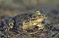 Green toad