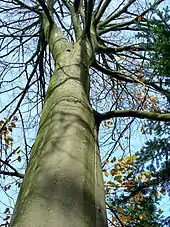 Image 53Northern beech (Fagus sylvatica) trunk in autumn (from Tree)