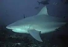 A Bullshark.