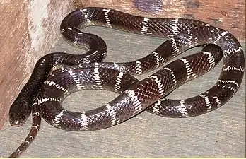 Bungarus caeruleus, the common krait.