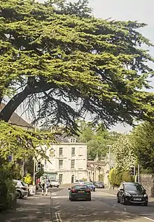 Cypress in Bath Street, Frome