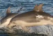 Burrunan dolphins jumping