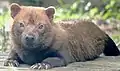 Bush Dog