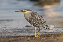 Striated heron