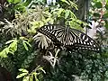 Papilio xuthus