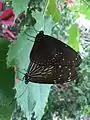 Euploea mulciber (breeding)