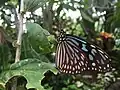 Ideopsis similis