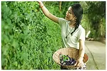 Vietnamese girl collecting butterfly pea flowers in her nón lá