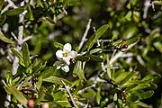 Flowers with foliage