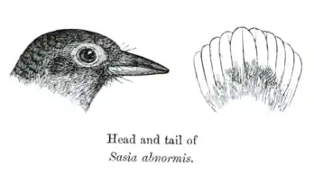 Close-up of the headand tail of S. abnormis