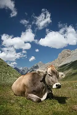 Image 6BraunviehPhoto credit: Daniel SchwenA Braunvieh cow wearing a cow bell below Fuorcla Sesvenna in the Engadin, Switzerland. Of Swiss origin, these cows were imported to the United States in the 19th century where they became the origin of the modern Brown Swiss cattle breed. Since the 1960s, Brown Swiss cattle have been crossed back into the Braunvieh stock of Europe.  They are commonly various shades of brown in colour with lighter points.More selected pictures