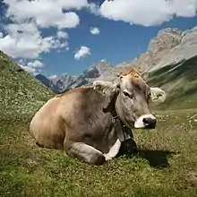 "Bos taurus," the domesticated cow