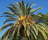 P. canariensis fruit in Northern Florida.