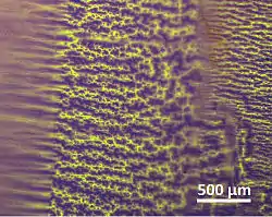 Domain structure of a shape-memory alloy (recorded using CMOS-MagView)