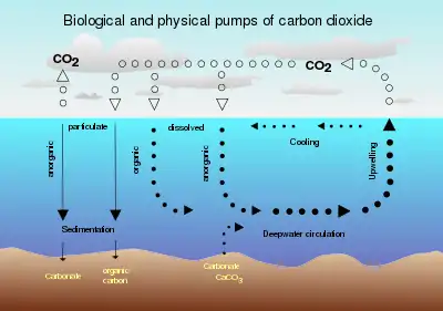 Image 47Air-sea exchange of CO2 (from Carbon dioxide in Earth's atmosphere)