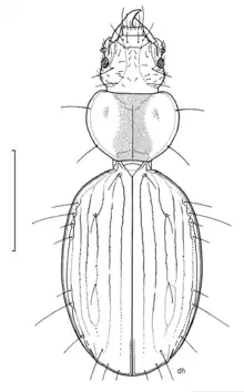 Partial illustration of the beetle