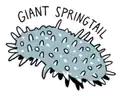 Giant Springtail