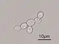 Candida Albicans Yeast forms (round-to-oval)