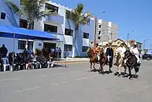 Peruvian Paso in a parade in Victor Larco District.