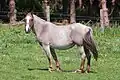 Light strawberry roan with lots of white hairs