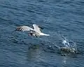 Fishing near Tampa Bay, Florida