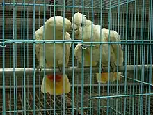 Two mainly white-plumaged cockatoos facing each other in a cage. Some feathers at the base of the underside of their tails are red