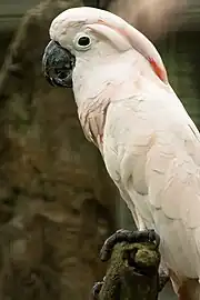 A pink parrot with yellow wings, a red crest, and white eye-spots