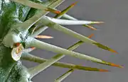 Cactus Spines