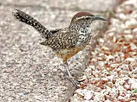 Juvenile on a sidewalk