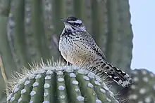 Perched atop a saguaro in Sabino Canyon, Arizona