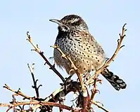 Wren perched in a leafless tree