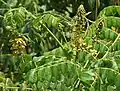 Guilandina bonduc flowers in Krishna Wildlife Sanctuary, Andhra Pradesh, India.