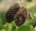 Guilandina bonduc fruit in Krishna Wildlife Sanctuary, Andhra Pradesh, India.