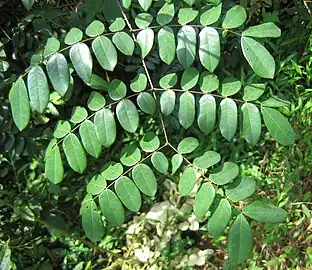 Leaves of Guilandina bonduc