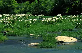 Image 34A stand of Cahaba lilies (Hymenocallis coronaria) in the Cahaba River, within the Cahaba River National Wildlife Refuge (from Alabama)