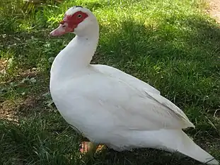 White Muscovy duck