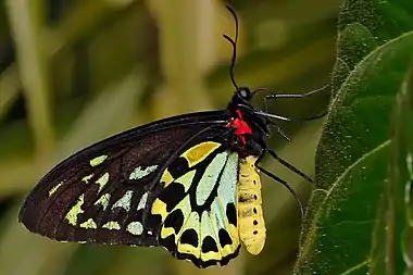 Image 3Cairns BirdwingPhoto credit: Fir0002The Cairns Birdwing (Ornithoptera euphorion) is a birdwing butterfly of the Papilionidae family. It is Australia's largest butterfly, and is native to the tropical north of Queensland.More selected pictures