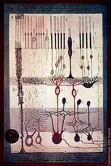 From "Structure of the Mammalian Retina" Madrid, 1900