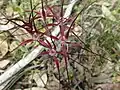 A clump of Caladenia footeana