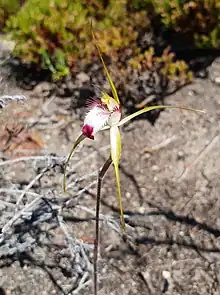 Photograph of the flower of Caladenia graniticola