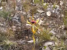 Butterfly orchid (C. lobata) near Mount Barker