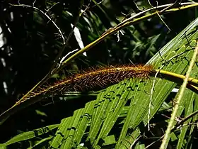 Stem and leaflets, both with spines